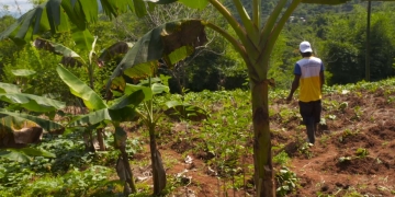 man in hat with machete in hand walking through cultivated land
