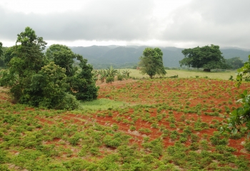 Agriculture field in Jamaica